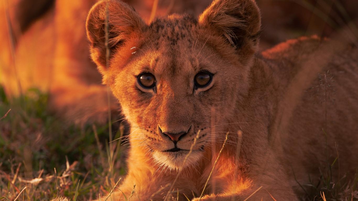 1366x768 Lion HD Baby Animal 1366x768 Resolution Wallpaper, HD Animals 4K Wallpaper, Image, Photo and Background