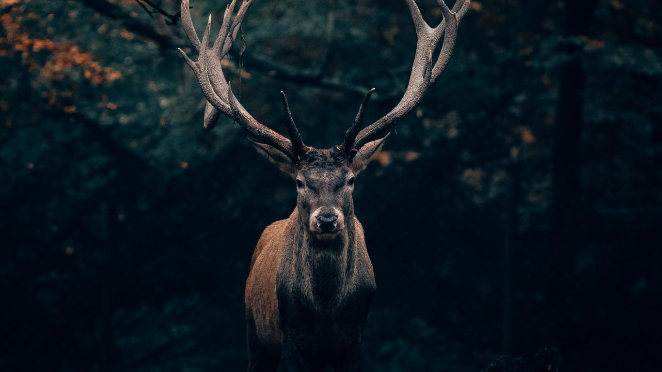 1366x768 Download Deer, portrait, big horns, animal wallpaper, 1366x Tablet, laptop