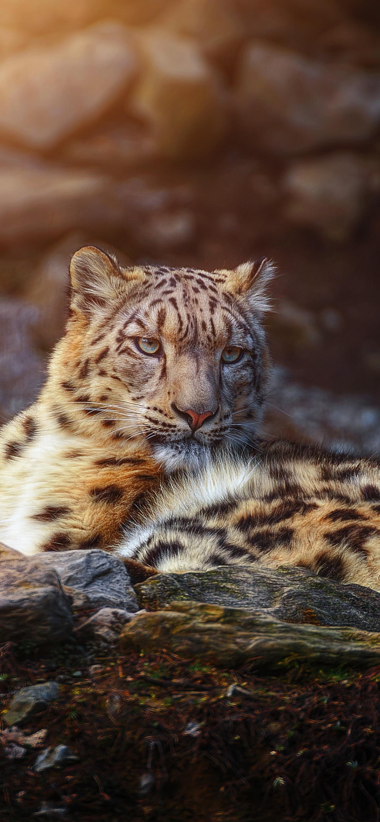 1284x2778 Snow leopard Wallpaper 4K, Wild animal, Big cat