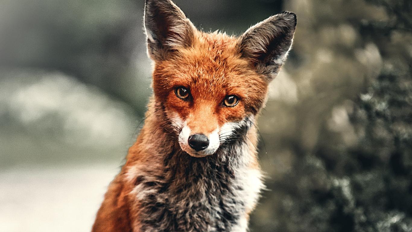 1366x768 Download wallpaper 1366x768 wild animal, fox, red, tablet, laptop, 1366x768 HD background, 21540