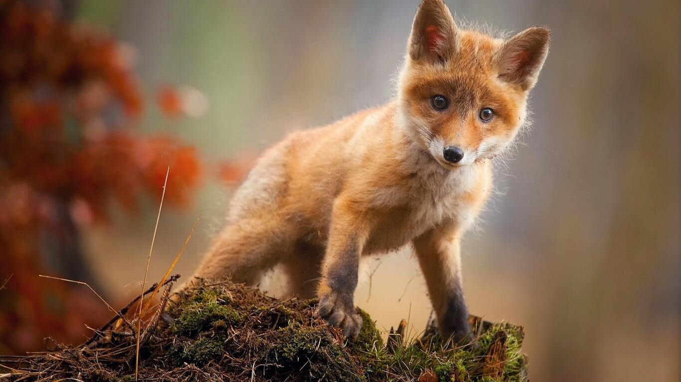 1366x768 Fox Cub Baby Animal Cute HD 1366x768 Resolution HD 4k Wallpaper, Image, Background, Photo and Picture