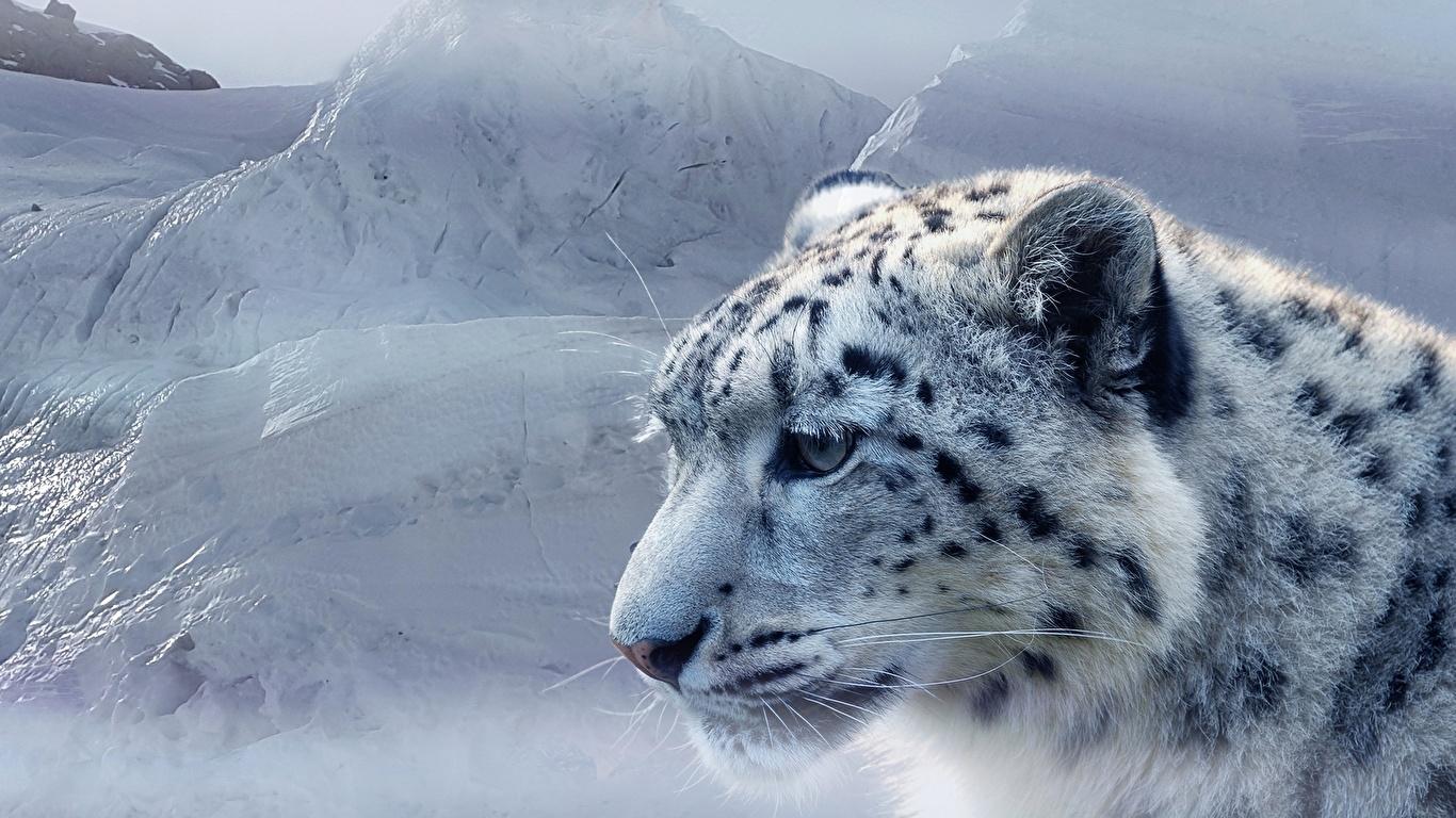 1366x768 Desktop Wallpaper Snow leopards Snout Head Animals 1366x768