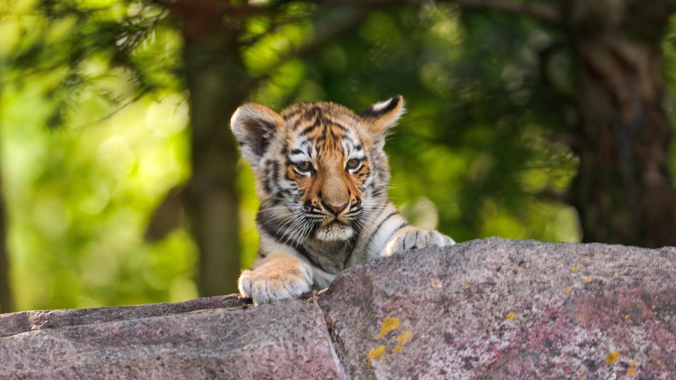1366x768 Download teen tiger, wild beast, animal 1366x768 wallpaper, tablet, laptop, 1366x768 HD image, background, 22877