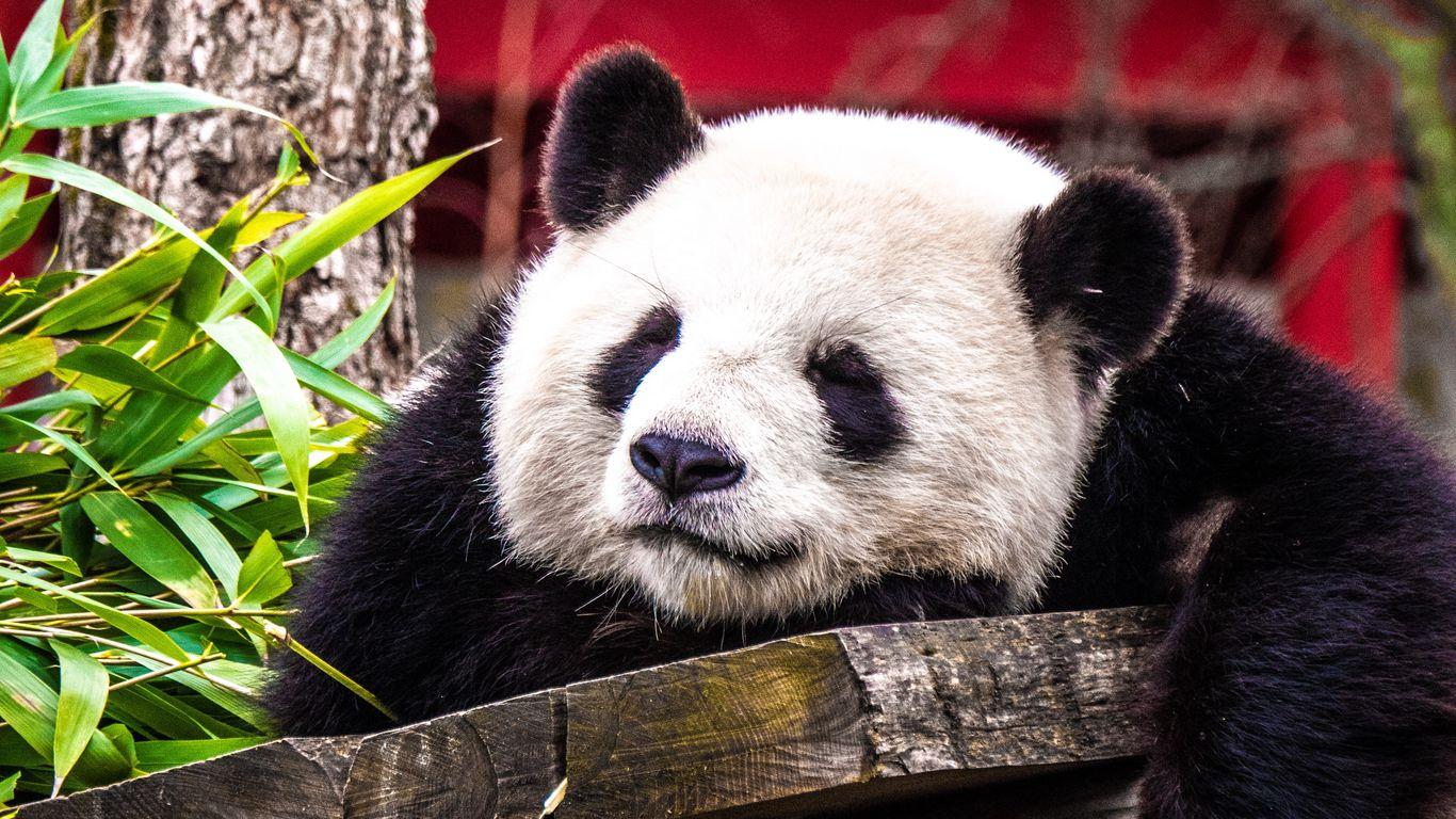 1366x768 Download wallpaper 1366x768 panda, sleep, cute, animal tablet, laptop HD background