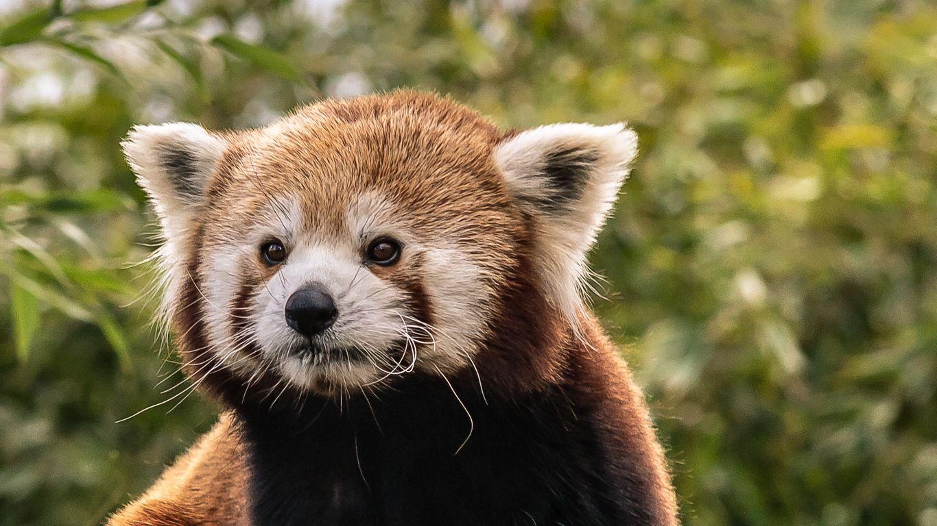 1366x768 Download wallpaper 1366x768 red panda, cute, animal tablet, laptop HD background