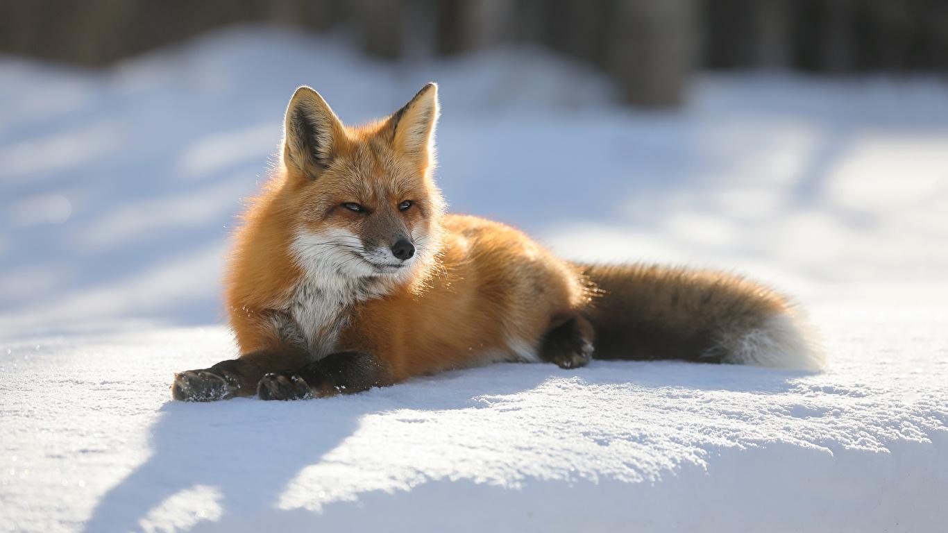1366x768 Photos Foxes Winter Snow Animals 1366x768
