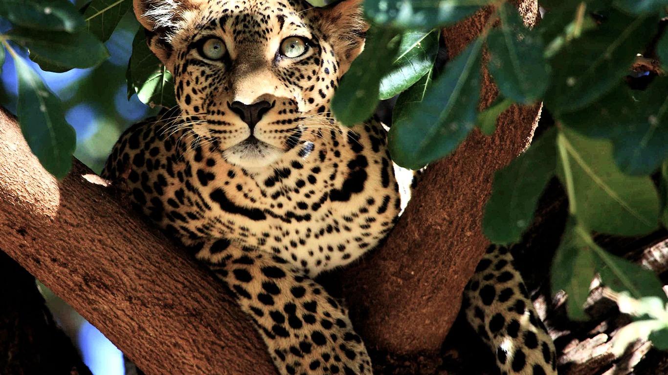 1366x768 National Geographic animal wallpaper album (4) Wallpaper Download Geographic animal wallpaper album (4) Wallpaper Wallpaper Site