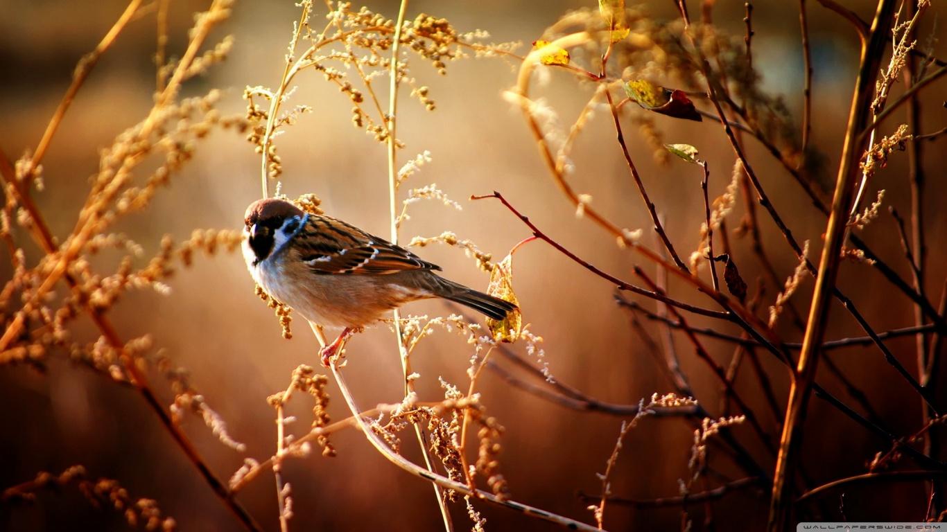 1366x768 Animal Ultra HD Desktop Background Wallpaper for 4K UHD TV : Tablet