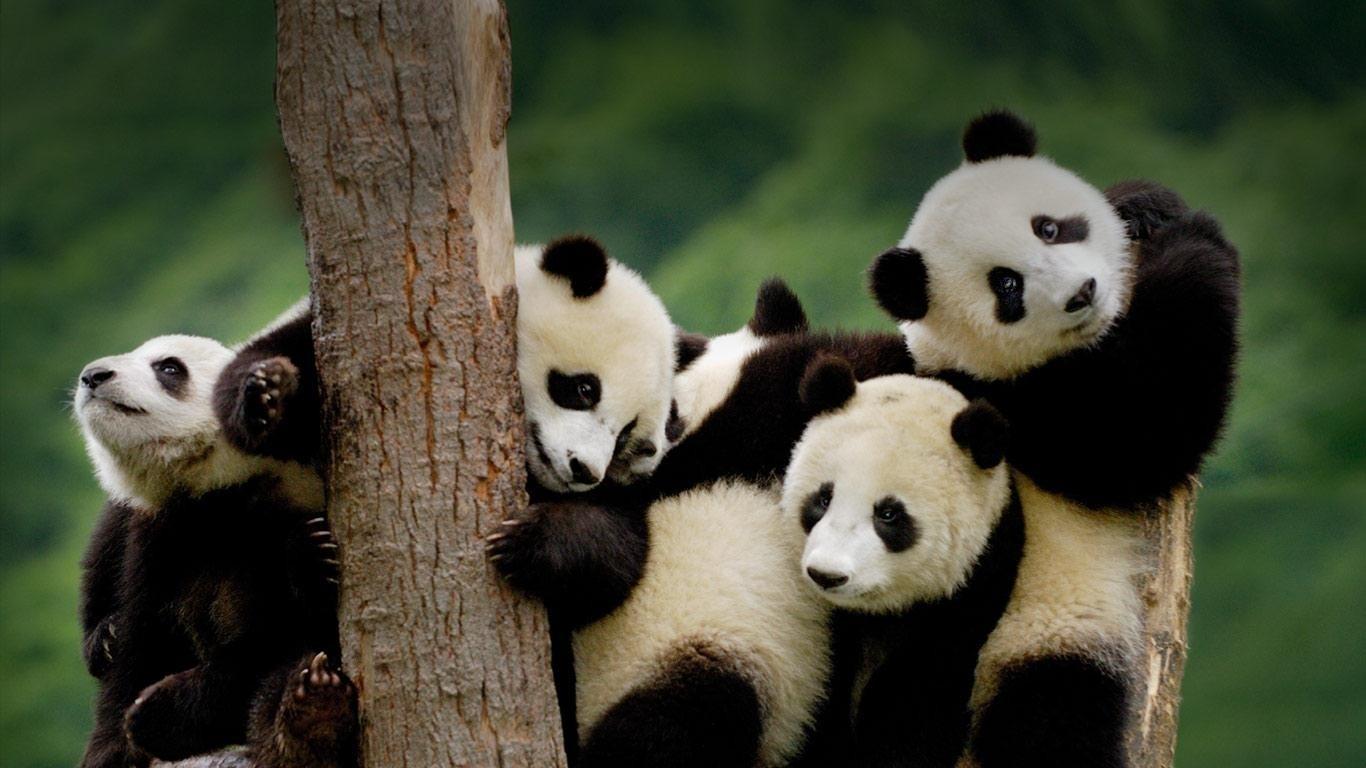 1366x768 Bing Baby Animal Wallpaper