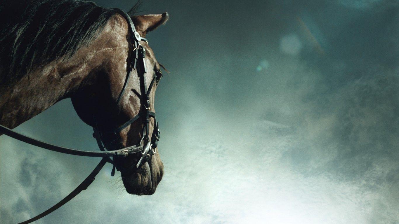 1366x768 Animals (1366x768). Horses, Black horses, Wildlife wallpaper