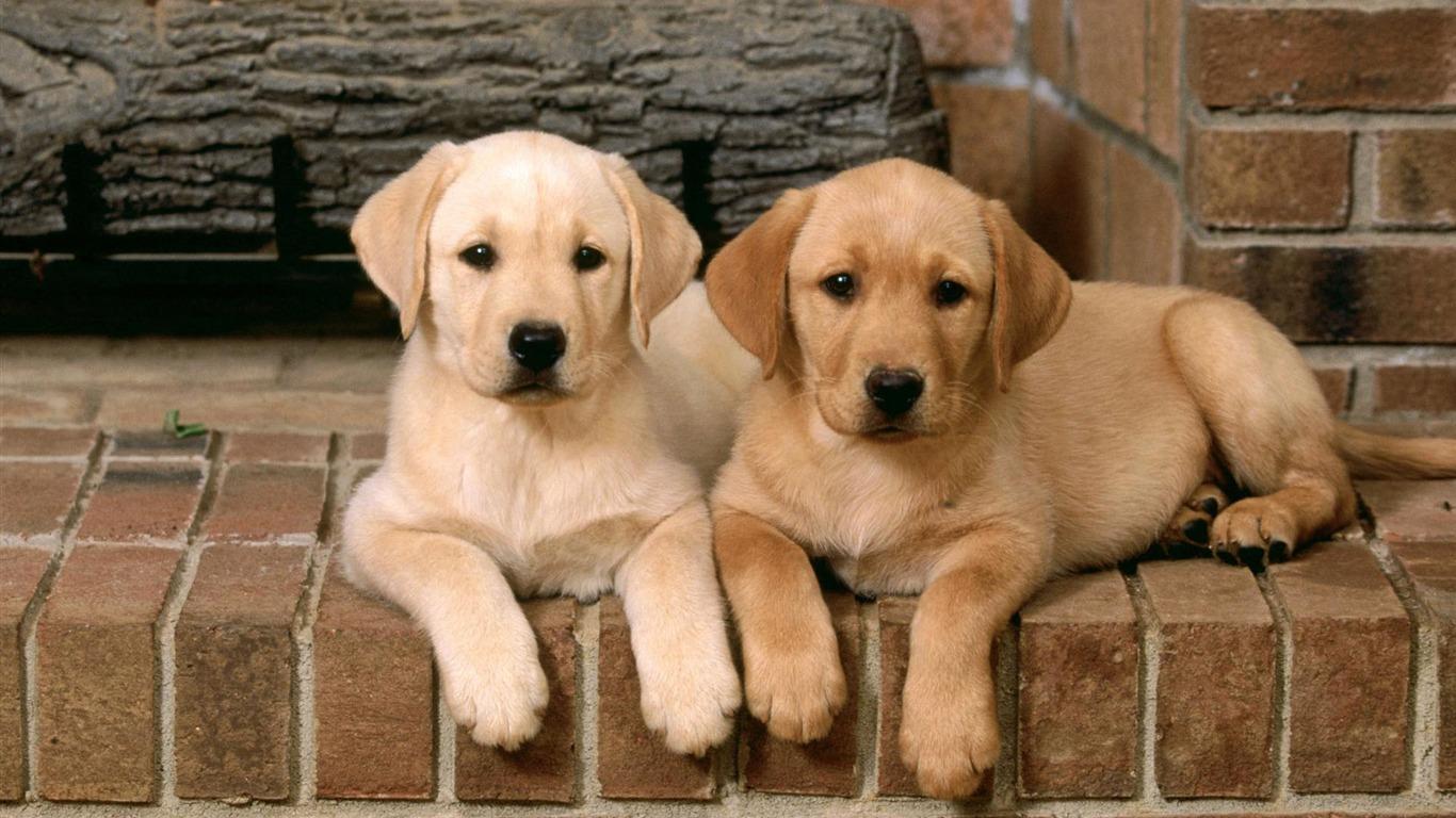 1366x768 Puppy Photo HD Wallpaper Wallpaper 1366x768 HD