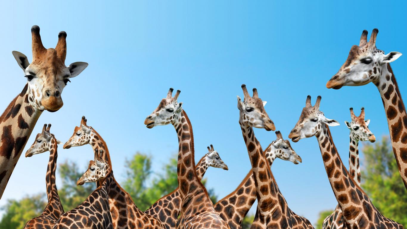 1366x768 Download giraffe, wild animals, spots 1366x768 wallpaper, tablet, laptop, 1366x768 HD image, background, 1069