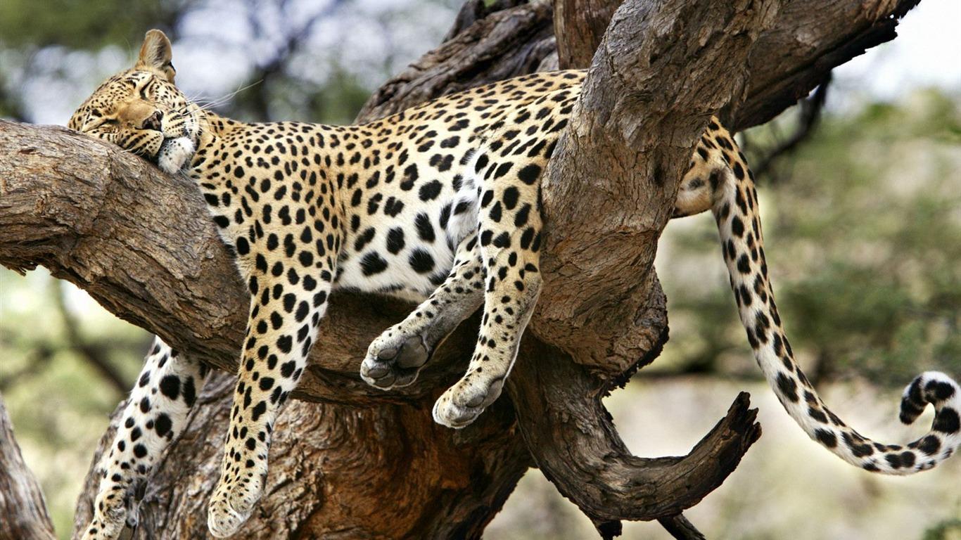 1366x768 Webshots Animal Wallpaper (2) Wallpaper Download Animal Wallpaper (2) Wallpaper Wallpaper Site