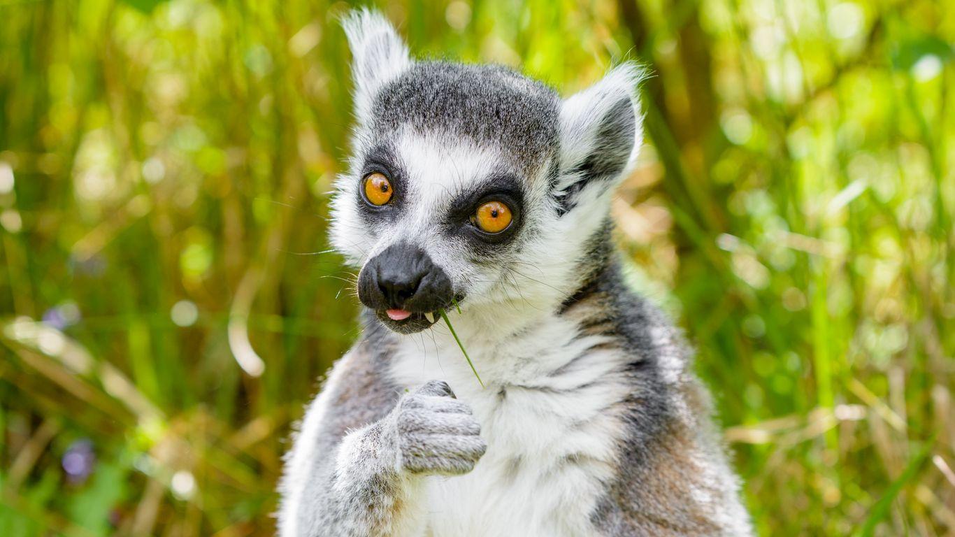 1366x768 Download wallpaper 1366x768 lemur, funny, cool, grass, eat, animal tablet, laptop HD background