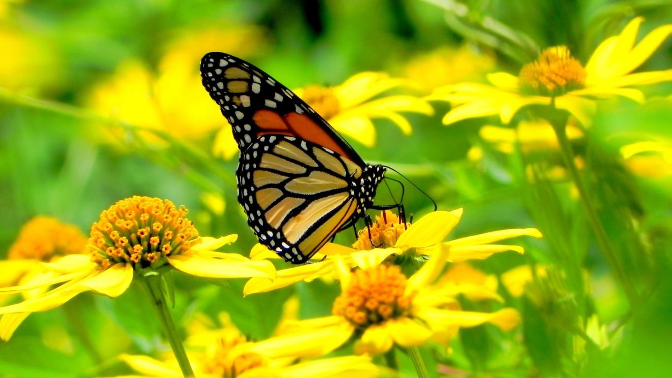 1366x768 Butterfly, animal, animals desktop PC and Mac wallpaper