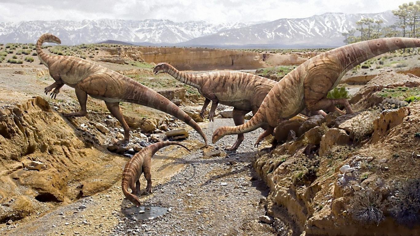 1366x768 Animal wallpaper 1366x768 (laptop) desktop background