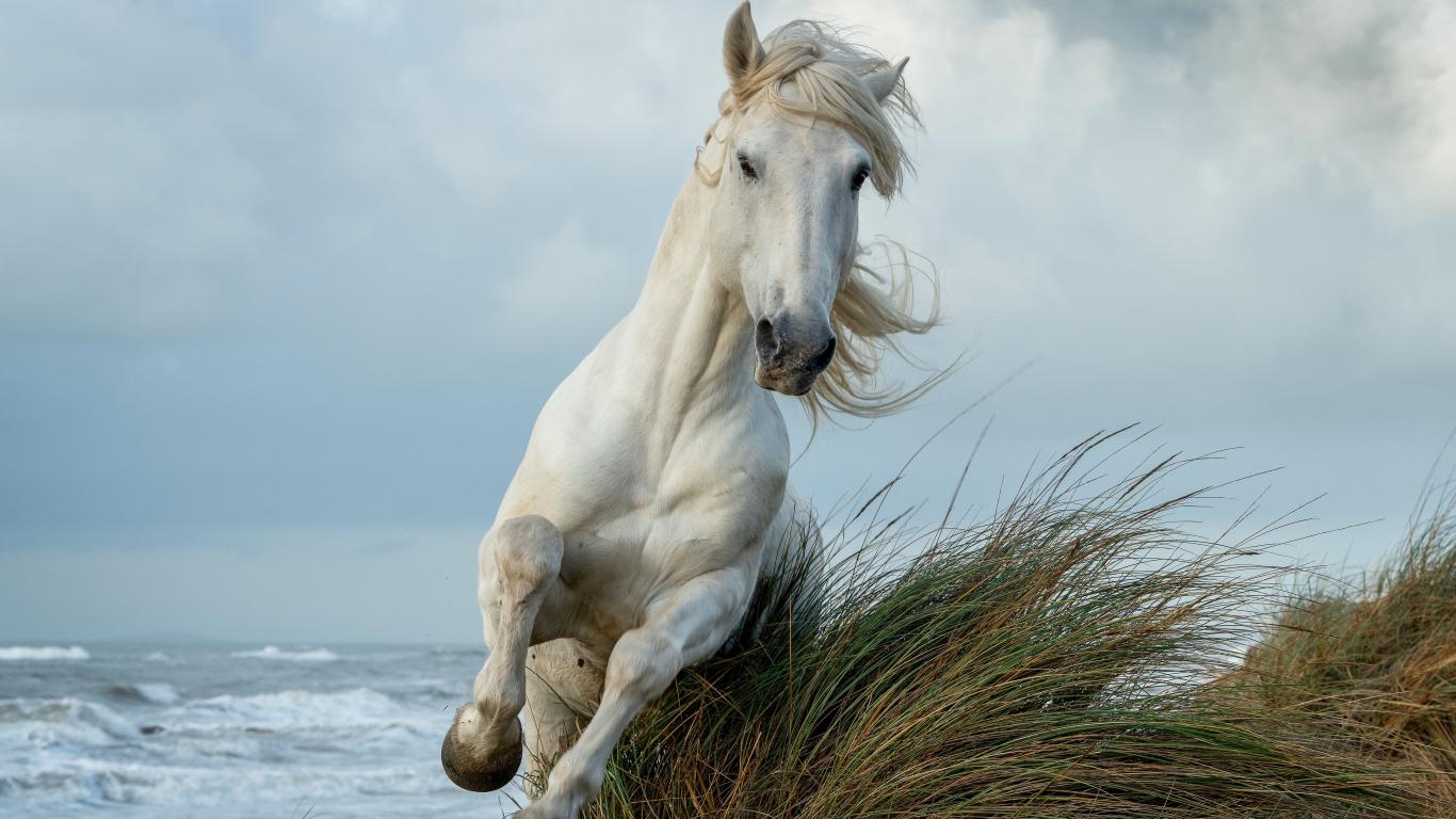 1366x768 Download white horse, run, animal 1366x768 wallpaper, tablet, laptop, 1366x768 HD image, background, 26277