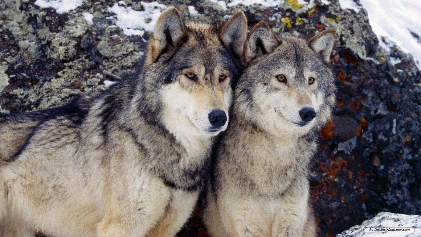 1366x768 Free Wallpaper Animal wallpaper wallpaper