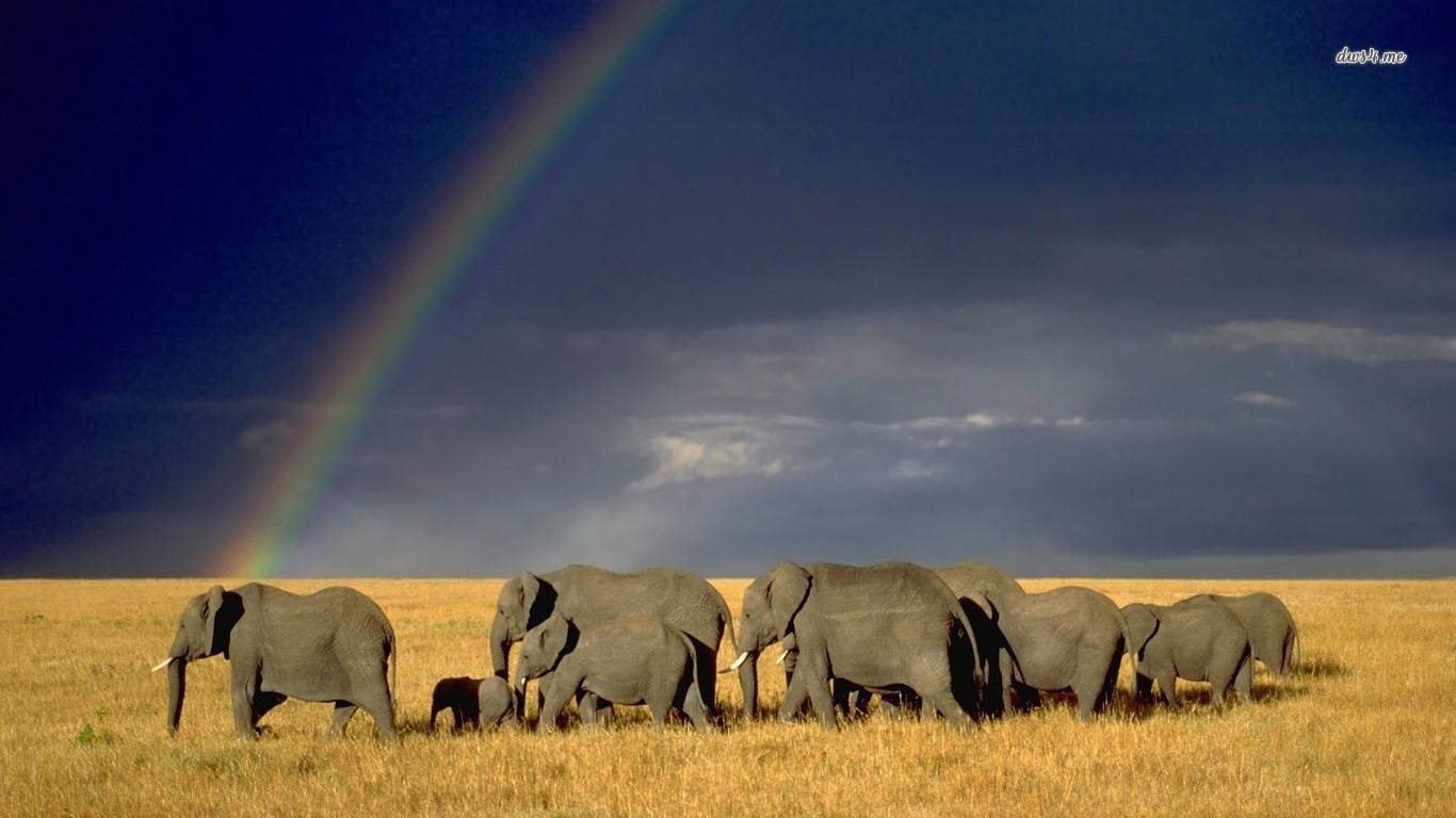 1366x768 10531 Elephants Under Rainbow 1366×768 Animal Wallpaper. Green Africa Youth Organization