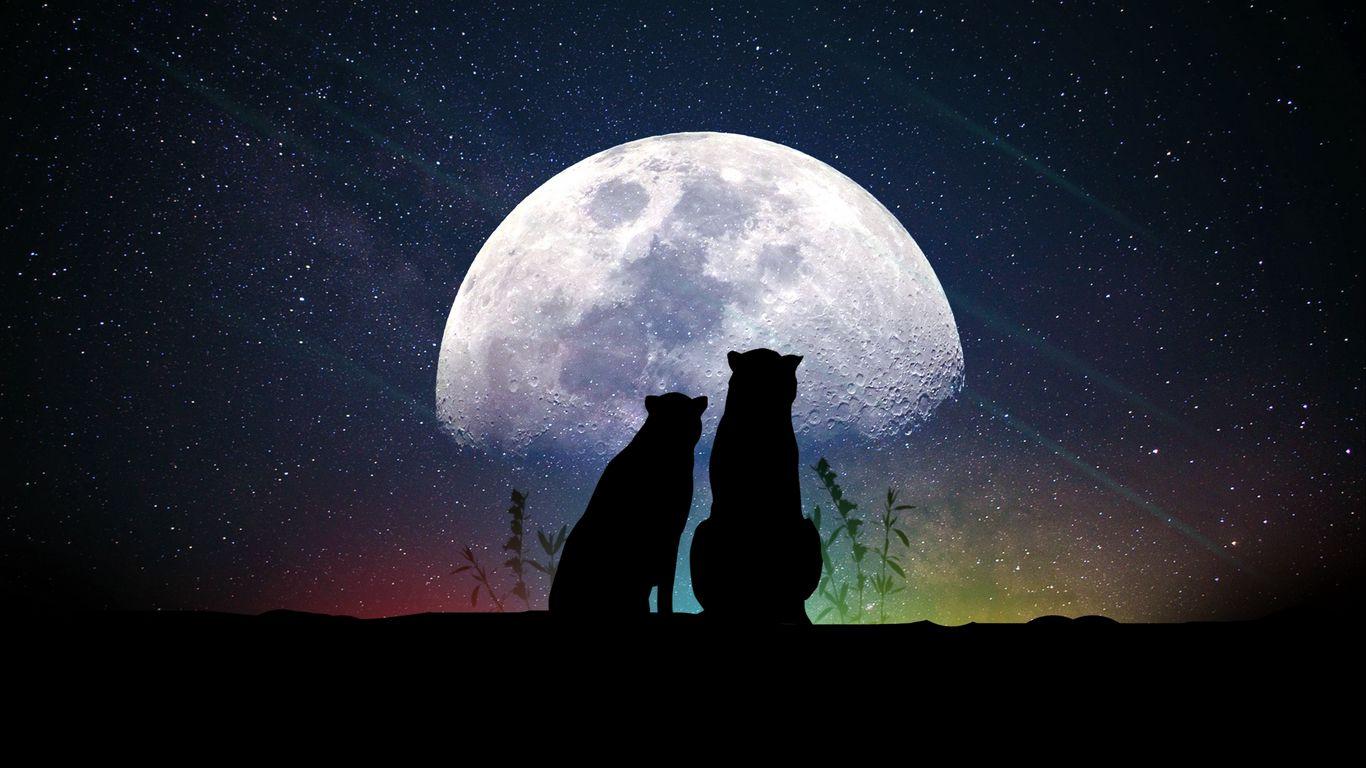 1366x768 Download wallpaper 1366x768 animals, moon, silhouettes, starry sky tablet, laptop HD background