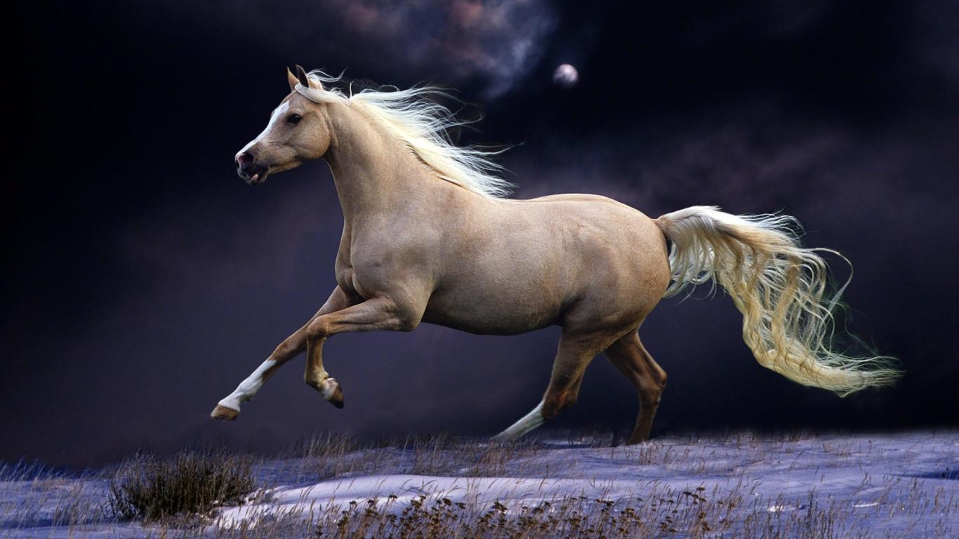 1366x768 horse, mane, running 1366x768 Resolution Wallpaper, HD Animals 4K Wallpaper, Image, Photo and Background