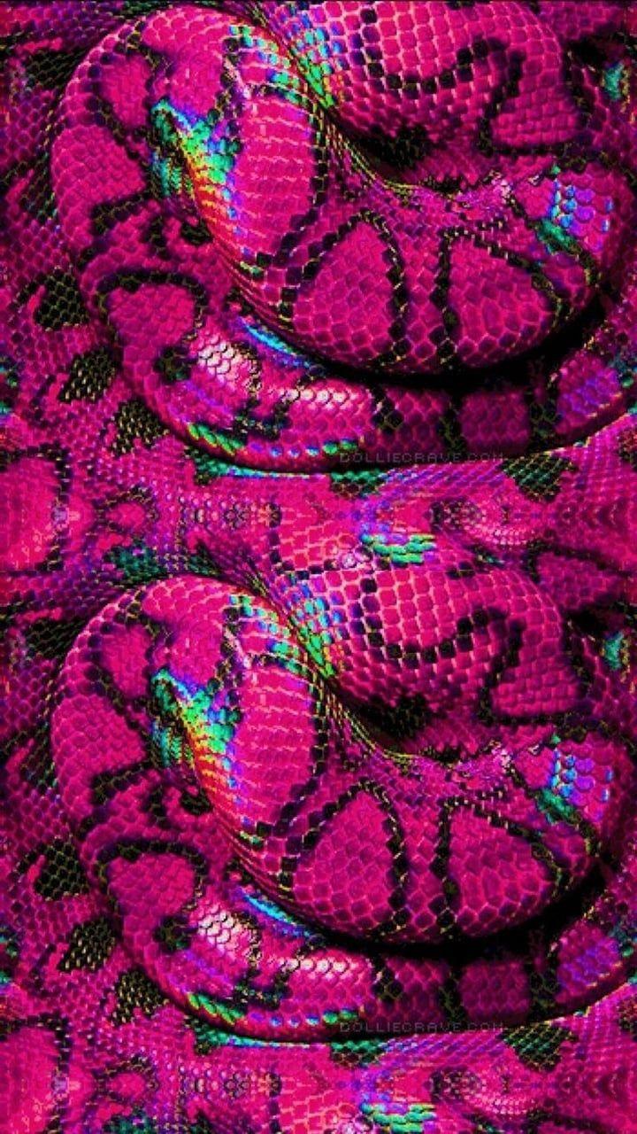 Pink Snake Wallpapers - Top Free Pink Snake Backgrounds - WallpaperAccess