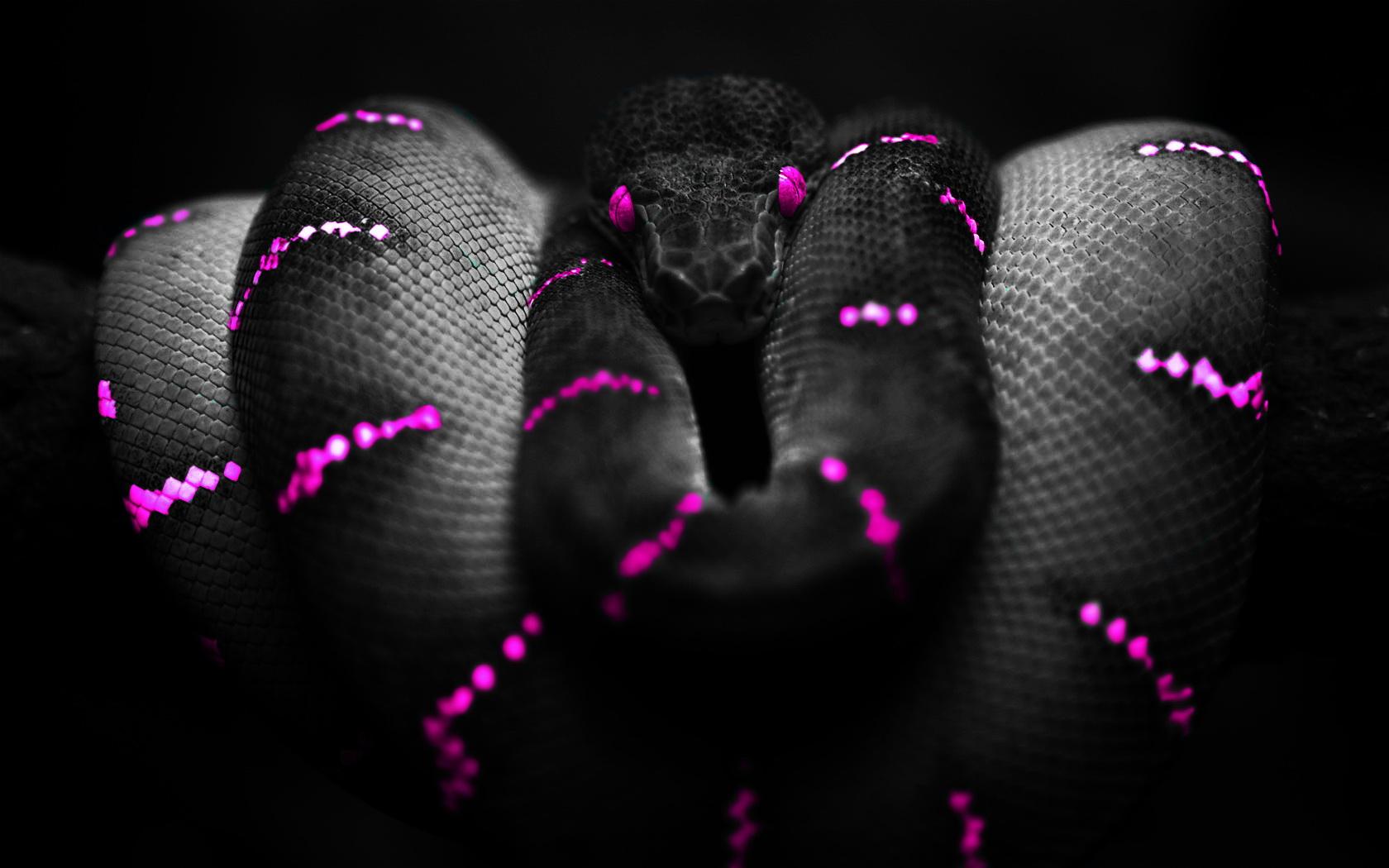 1680x1050 Snake Wallpaper