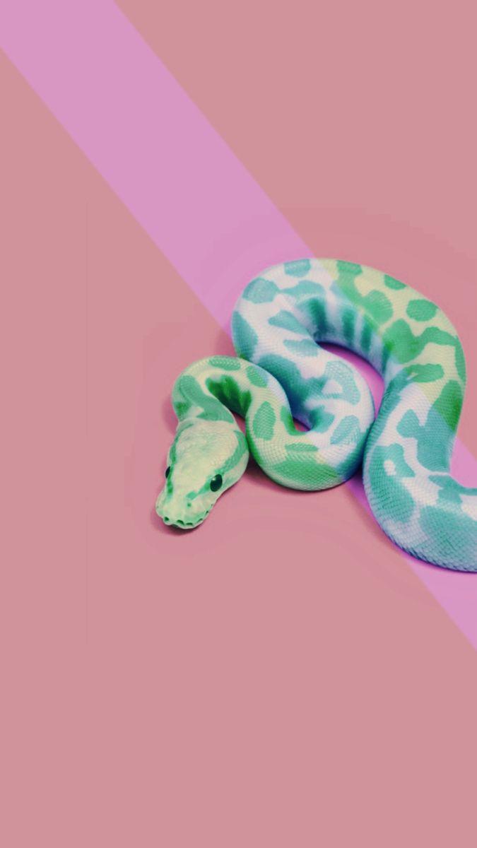 Pink Snake Wallpapers - Top Free Pink Snake Backgrounds - WallpaperAccess