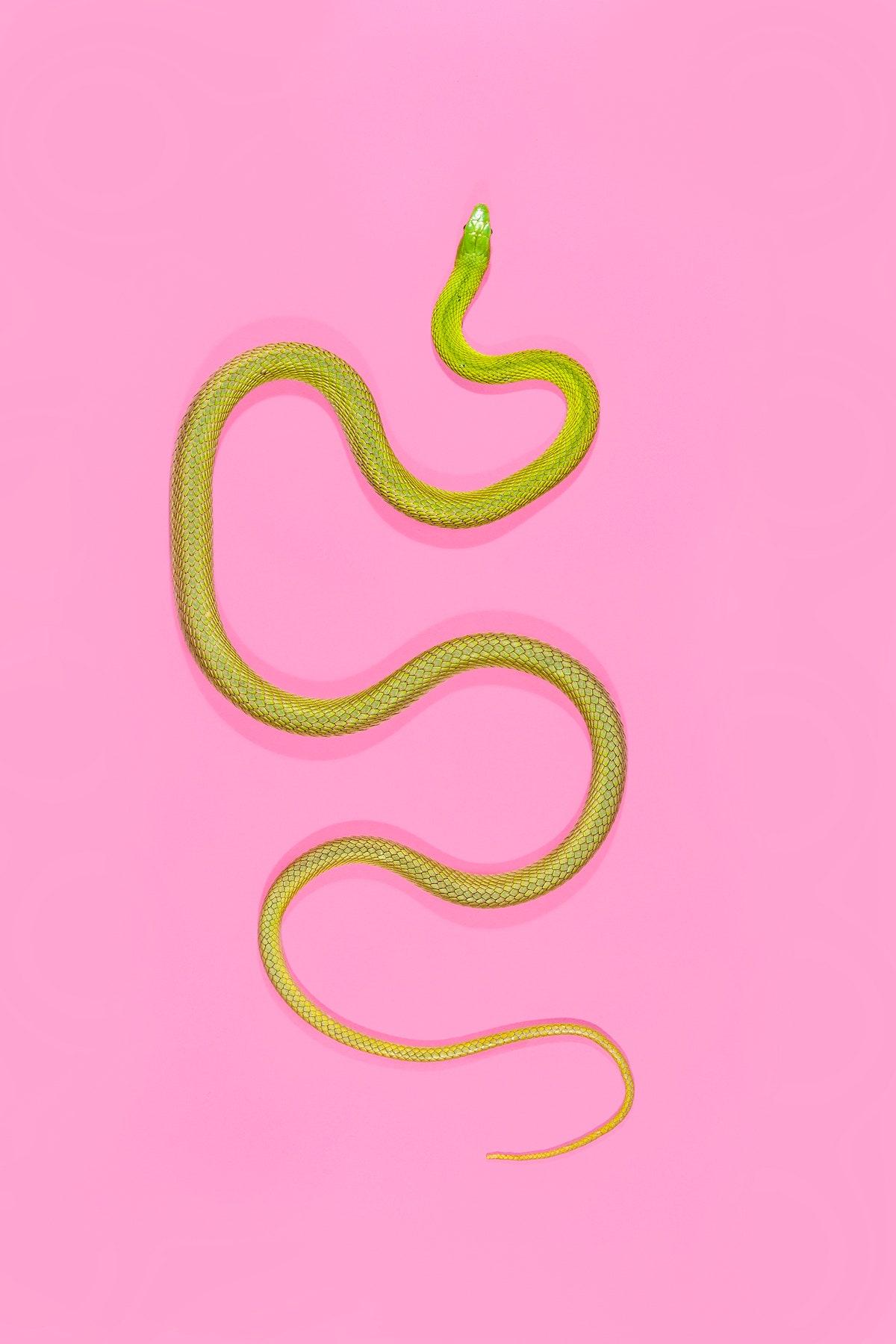 Pink Snake Wallpapers - Top Free Pink Snake Backgrounds - WallpaperAccess