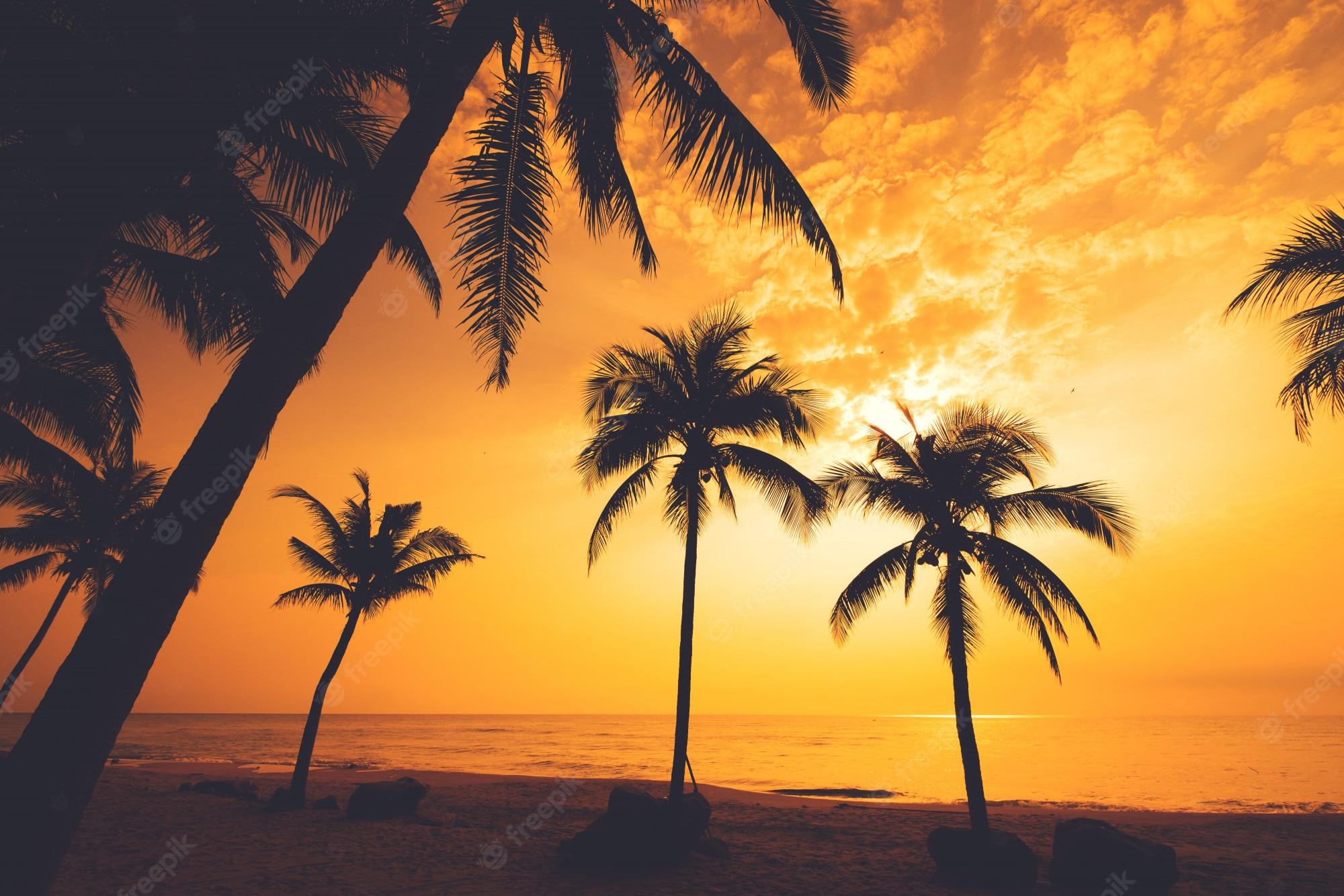 2000x1333 Premium Photo. Silhouette of tropical beach during sunset twilight. seascape beach and palm tree