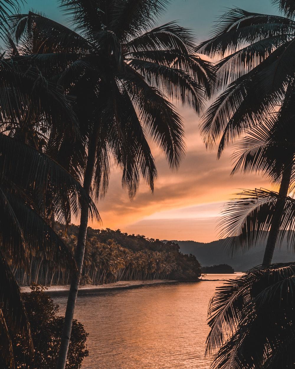 1000x1250 Stunning Tropical Sunset Picture [HD]. Download Free Image