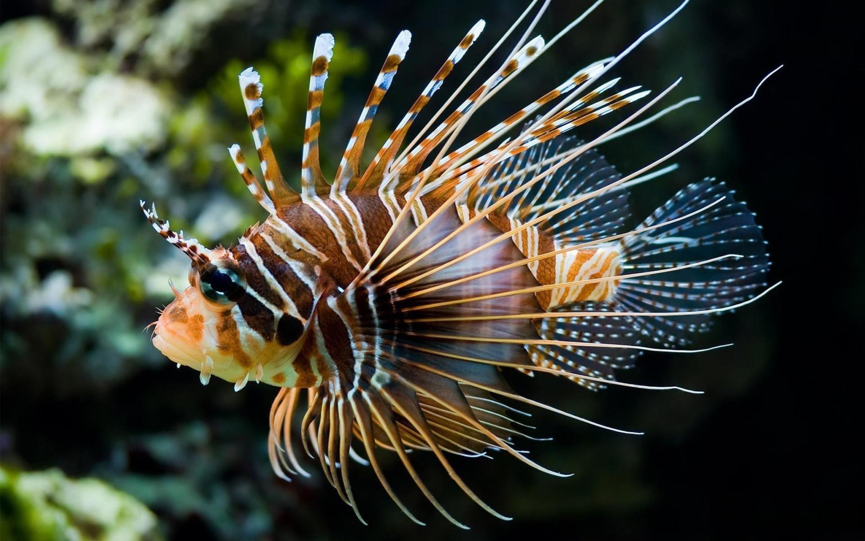 2880x1800 Marine Fish HD Wallpaper and Background