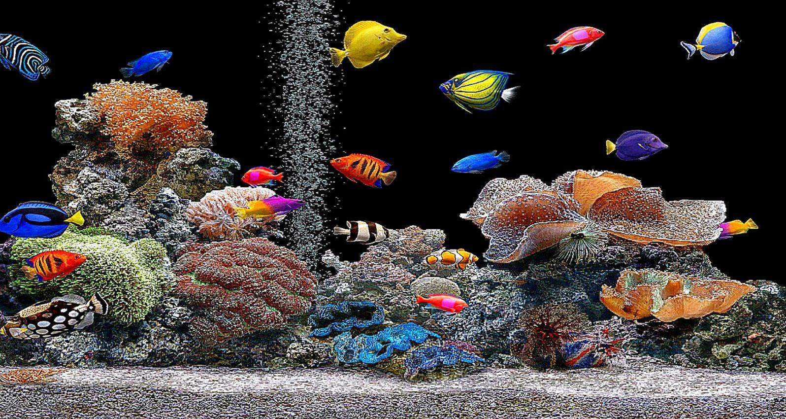 1596x850 moving fish wallpaper free download, coral reef, reef, stony coral, marine biology, aquarium decor