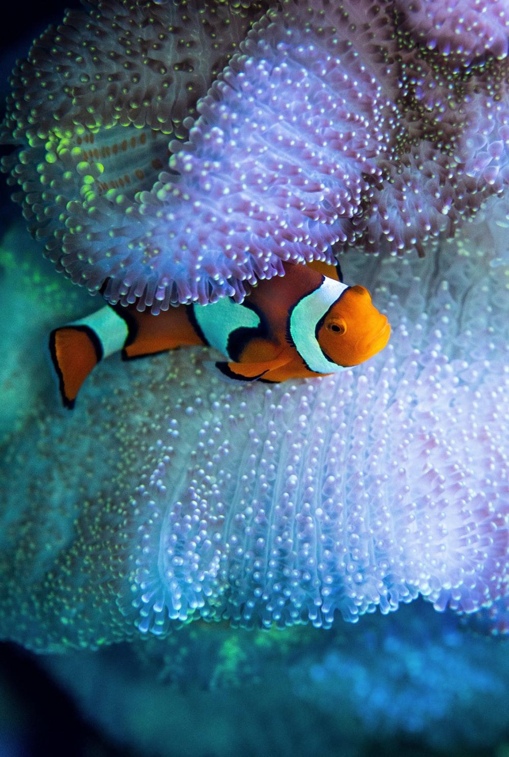 1000x1487 Marine Fish Wallpaper