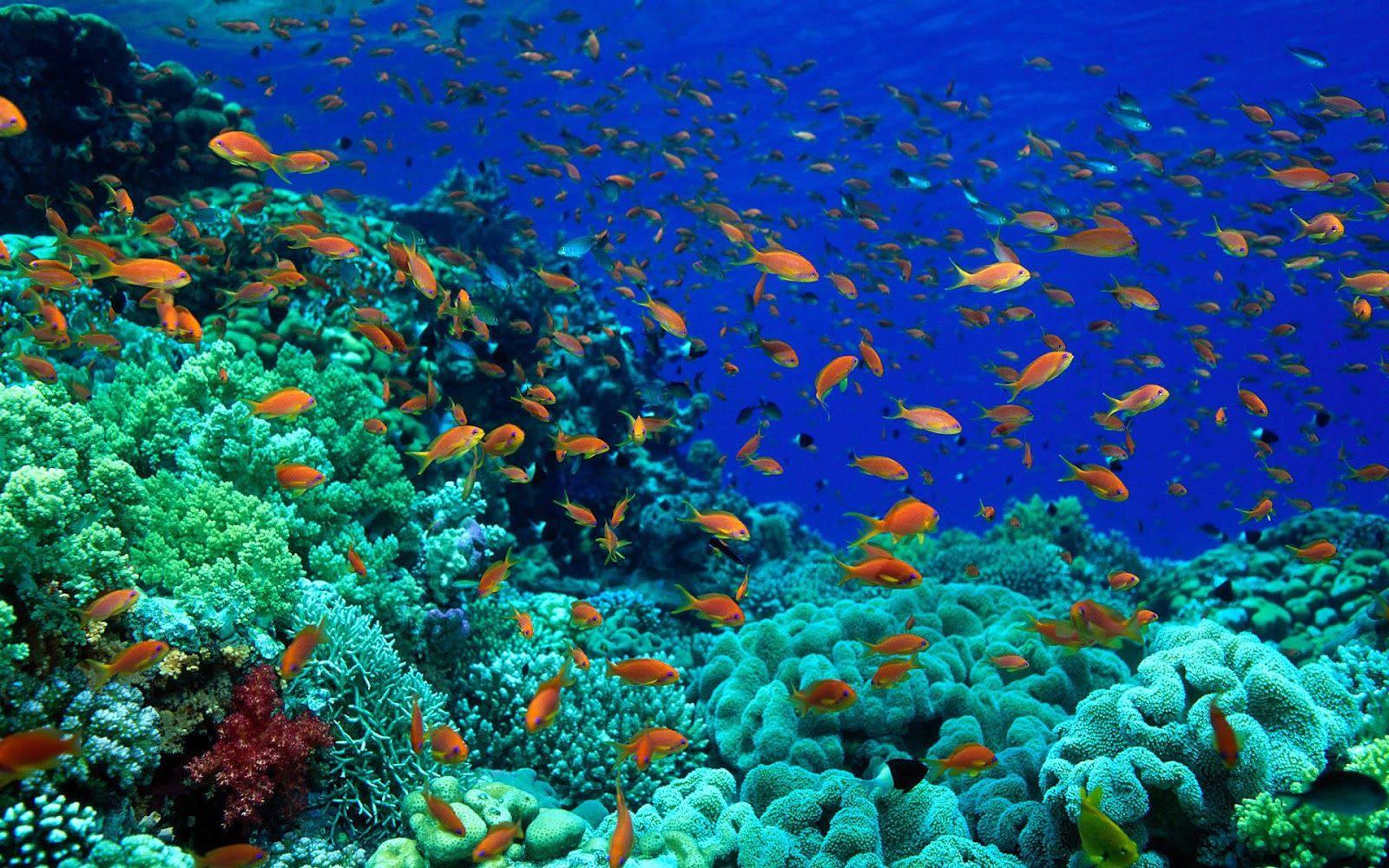1600x1000 Download Fish In The Ocean Wallpaper