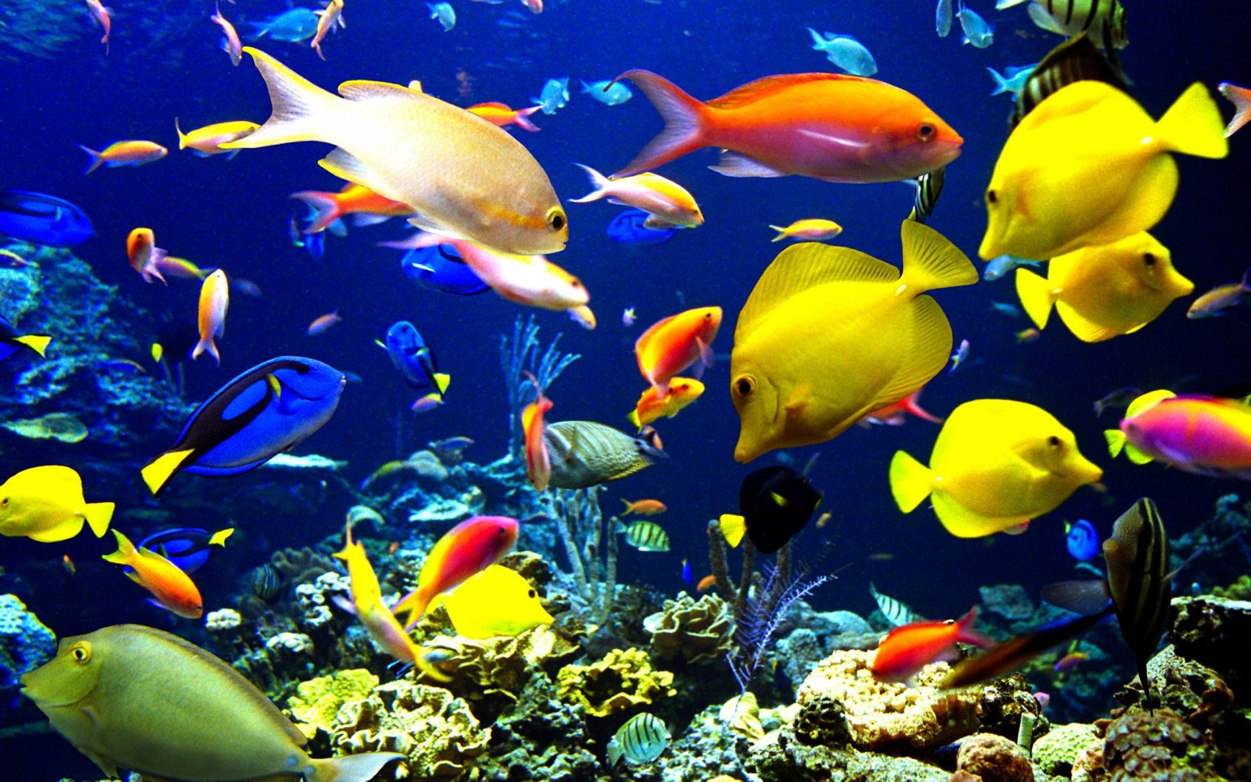 2560x1600 Ocean Fish Wallpaper