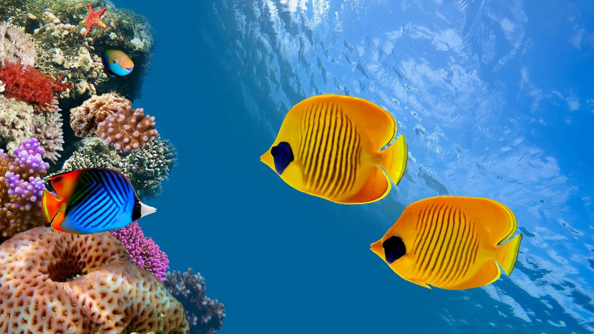 1920x1080 Aquarium Wallpaper HD. Fish wallpaper, Animal wallpaper, Underwater wallpaper
