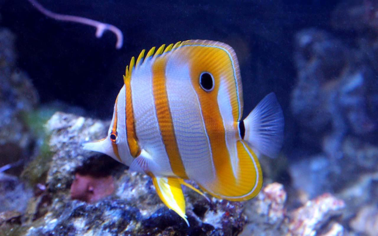 1280x800 Marine Fish Wallpaper