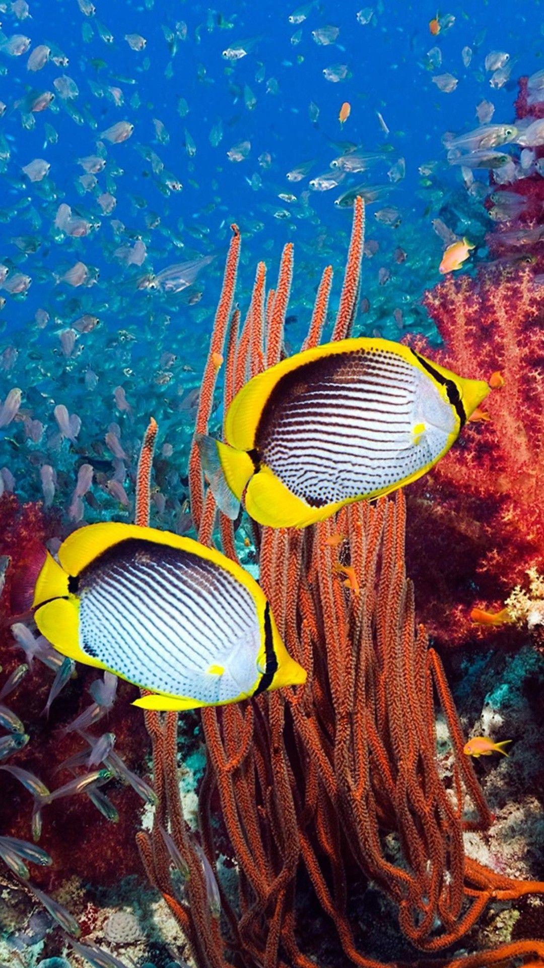 1080x1920 Butterfly Fish. Marine animals, Ocean fishing, Tropical fish