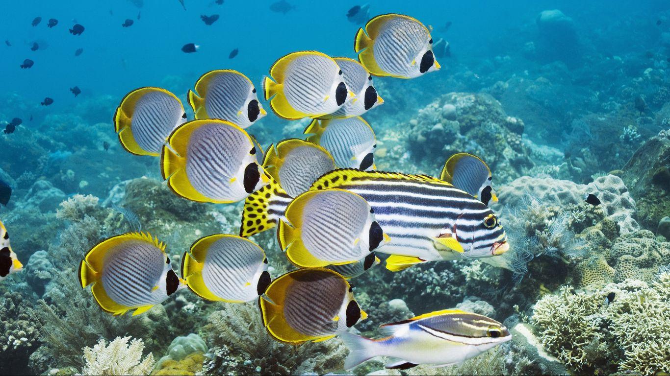 1366x768 Download wallpaper 1366x768 underwater, swim, ocean, coral, fish tablet, laptop HD background