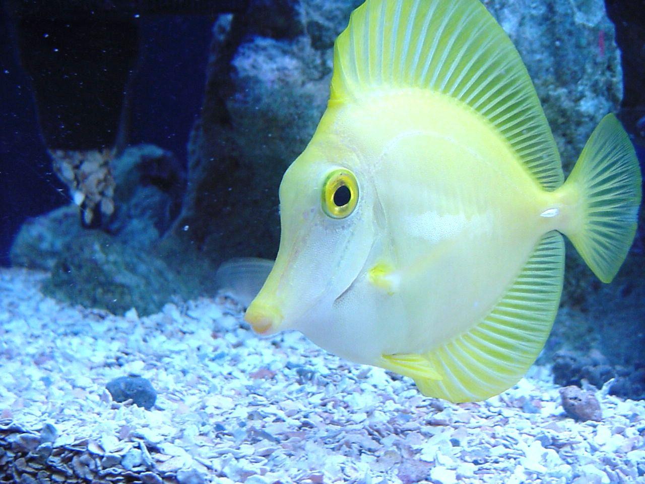1280x960 animals