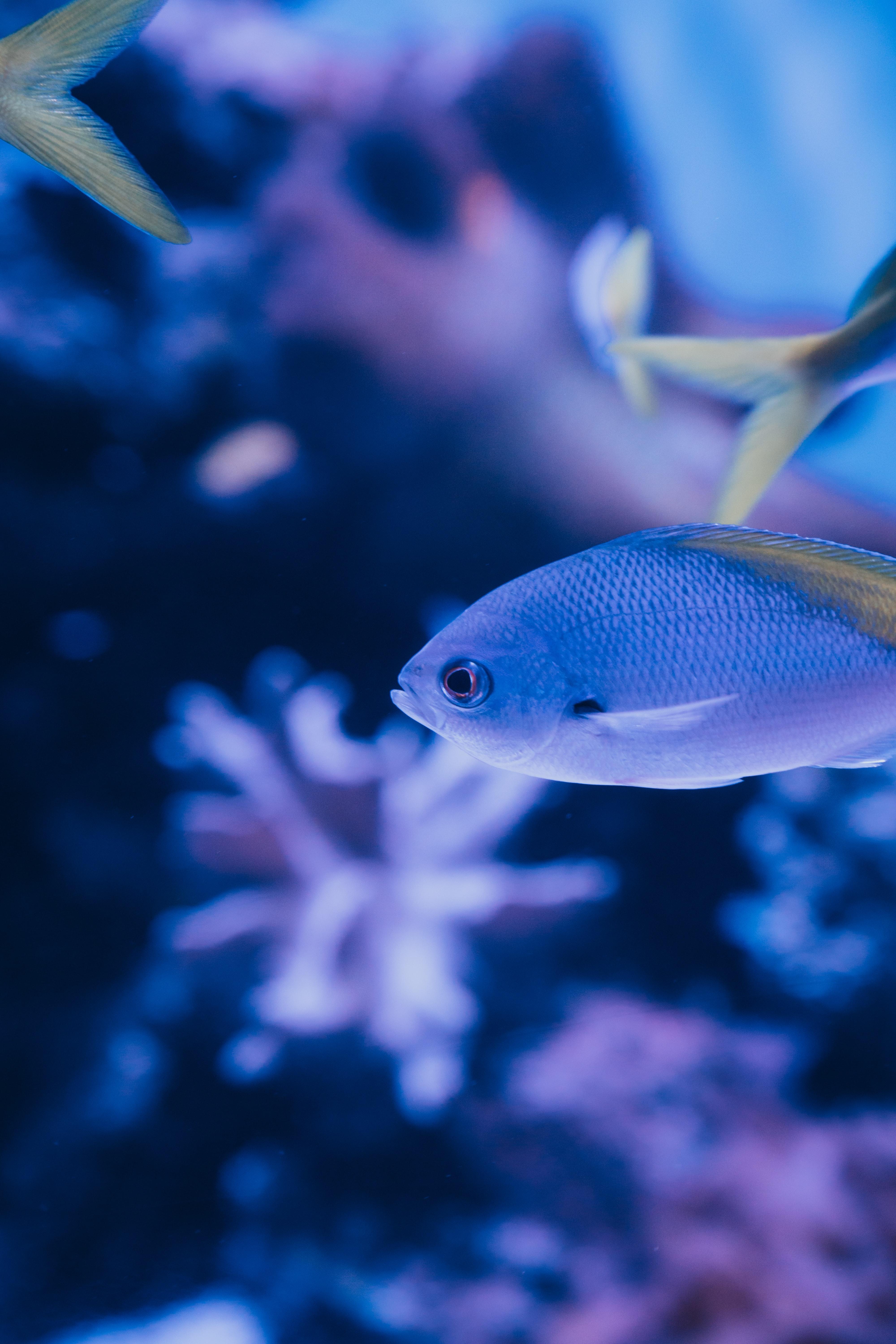 4000x6000 Download Fish wallpaper for mobile phone, free Fish HD picture