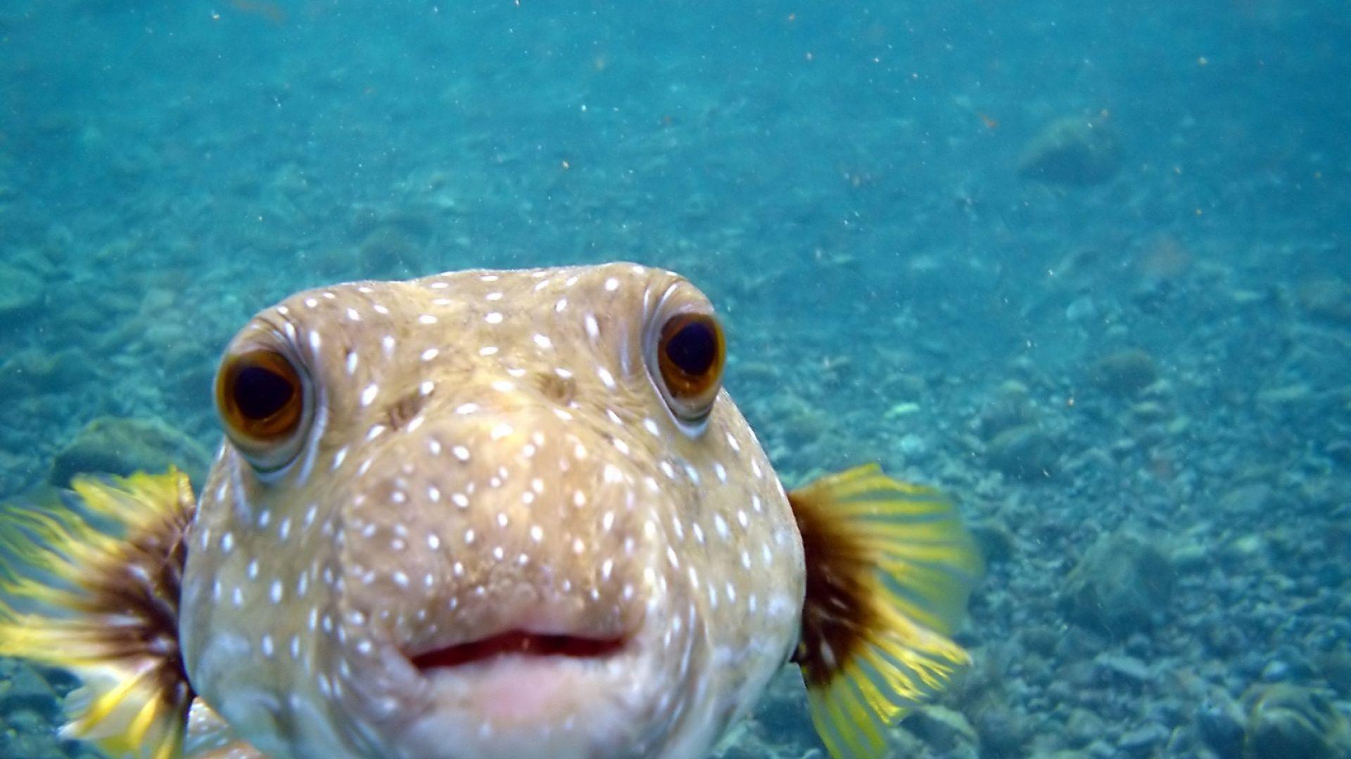 1920x1080 Bahama Fish Wallpaper