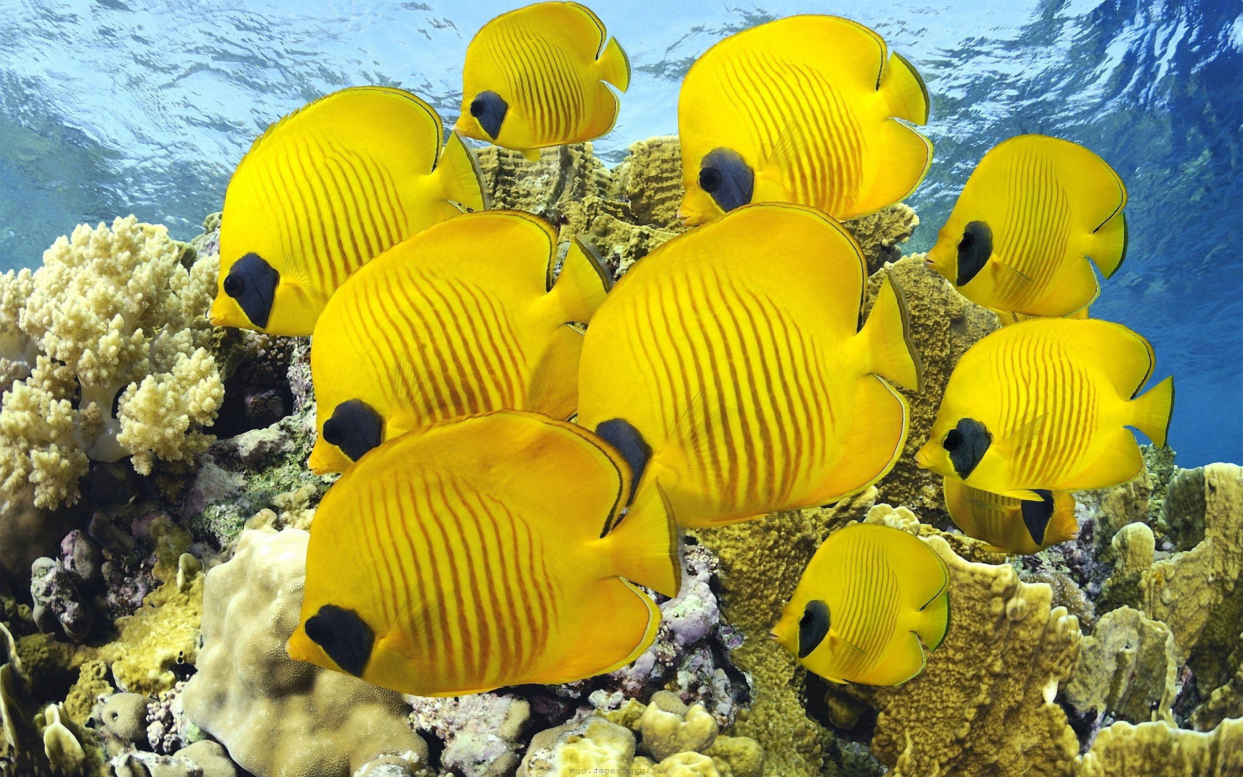 2560x1600 moving fish wallpaper, fish, underwater, marine biology, coral reef fish, organism