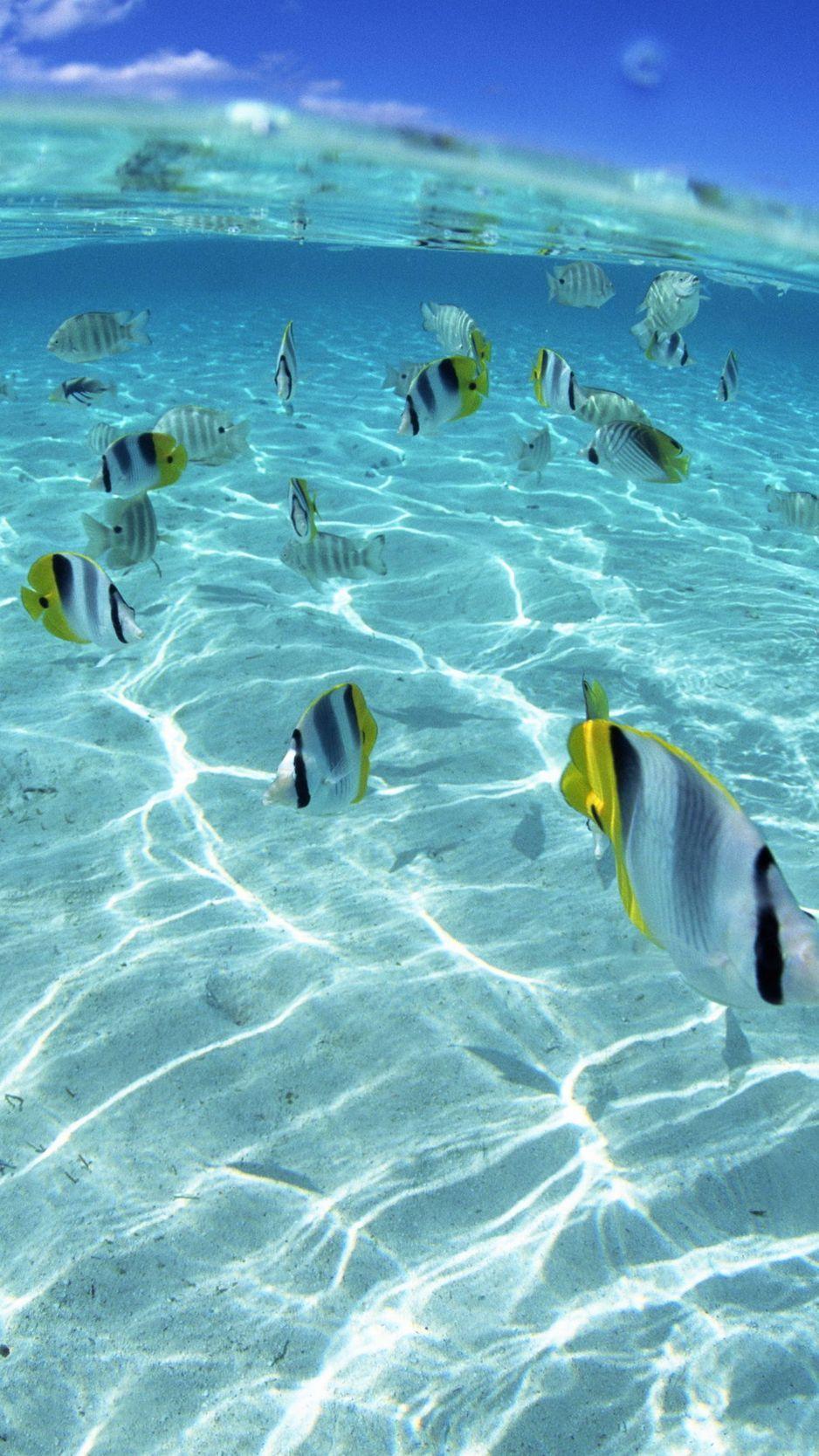 938x1668 Fish iPhone Wallpaper