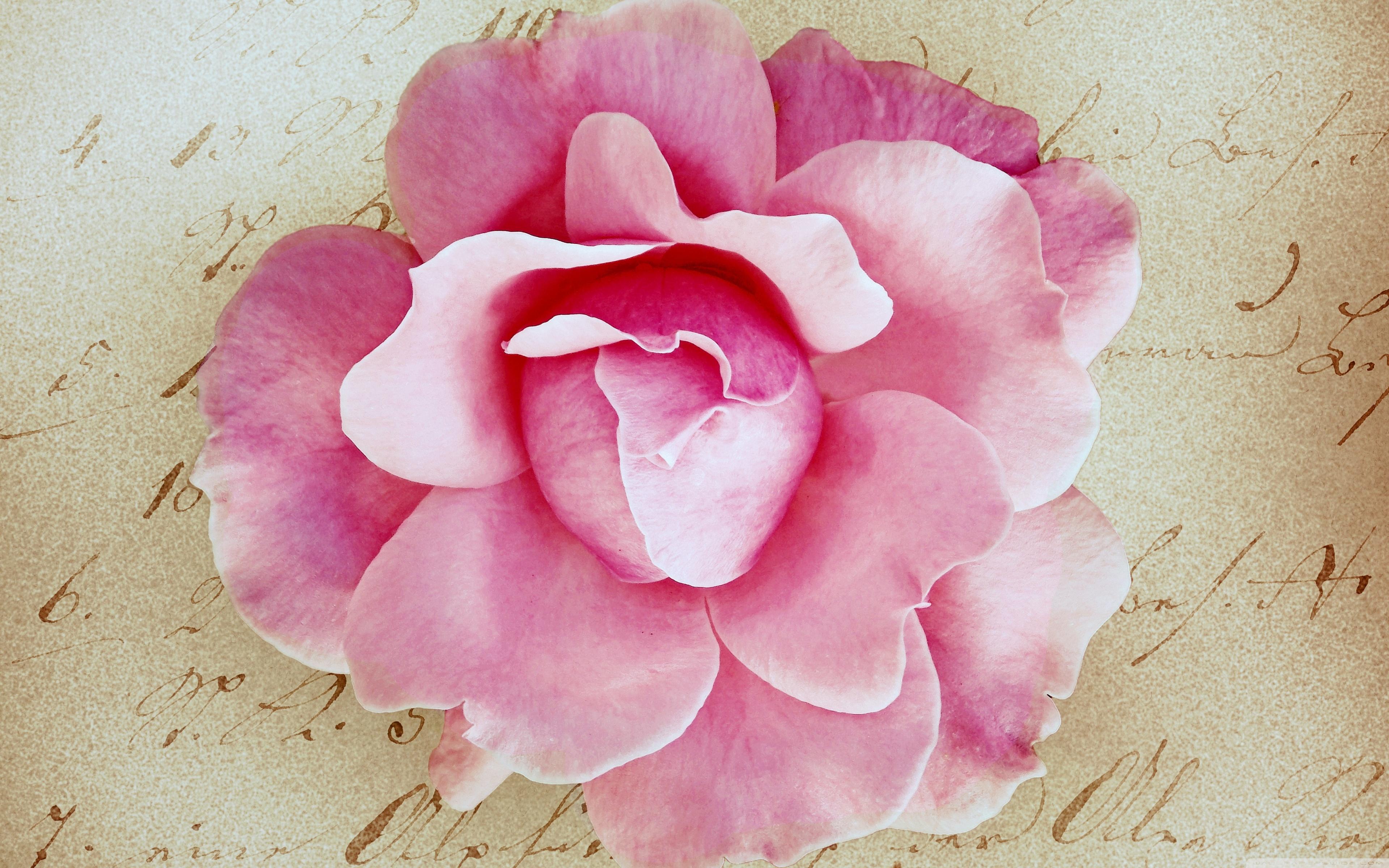 3840x2400 Pink Rose Vintage Ultra HD Desktop Background Wallpaper for 4K UHD TV : Widescreen & UltraWide Desktop & Laptop : Multi Display, Dual Monitor : Tablet