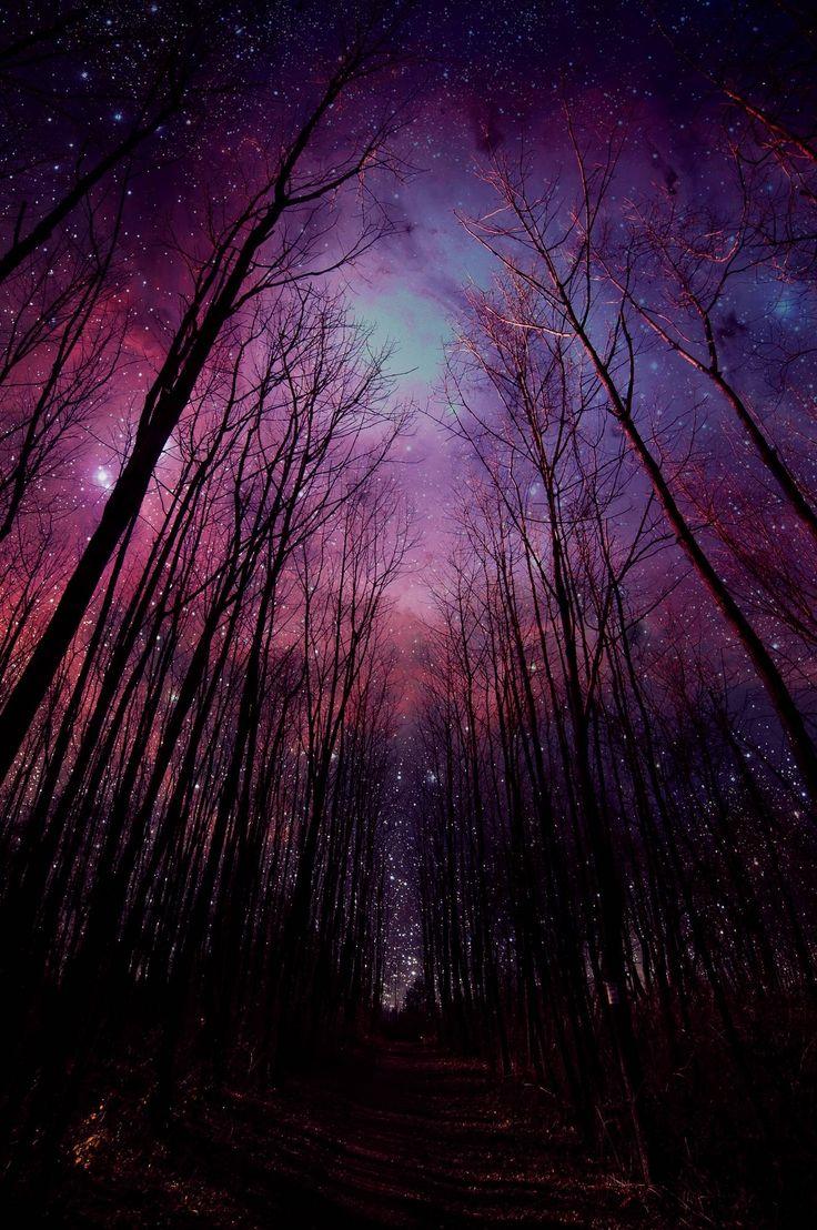 736x1108 Look. Forest wallpaper, Forest photo, Northern lights