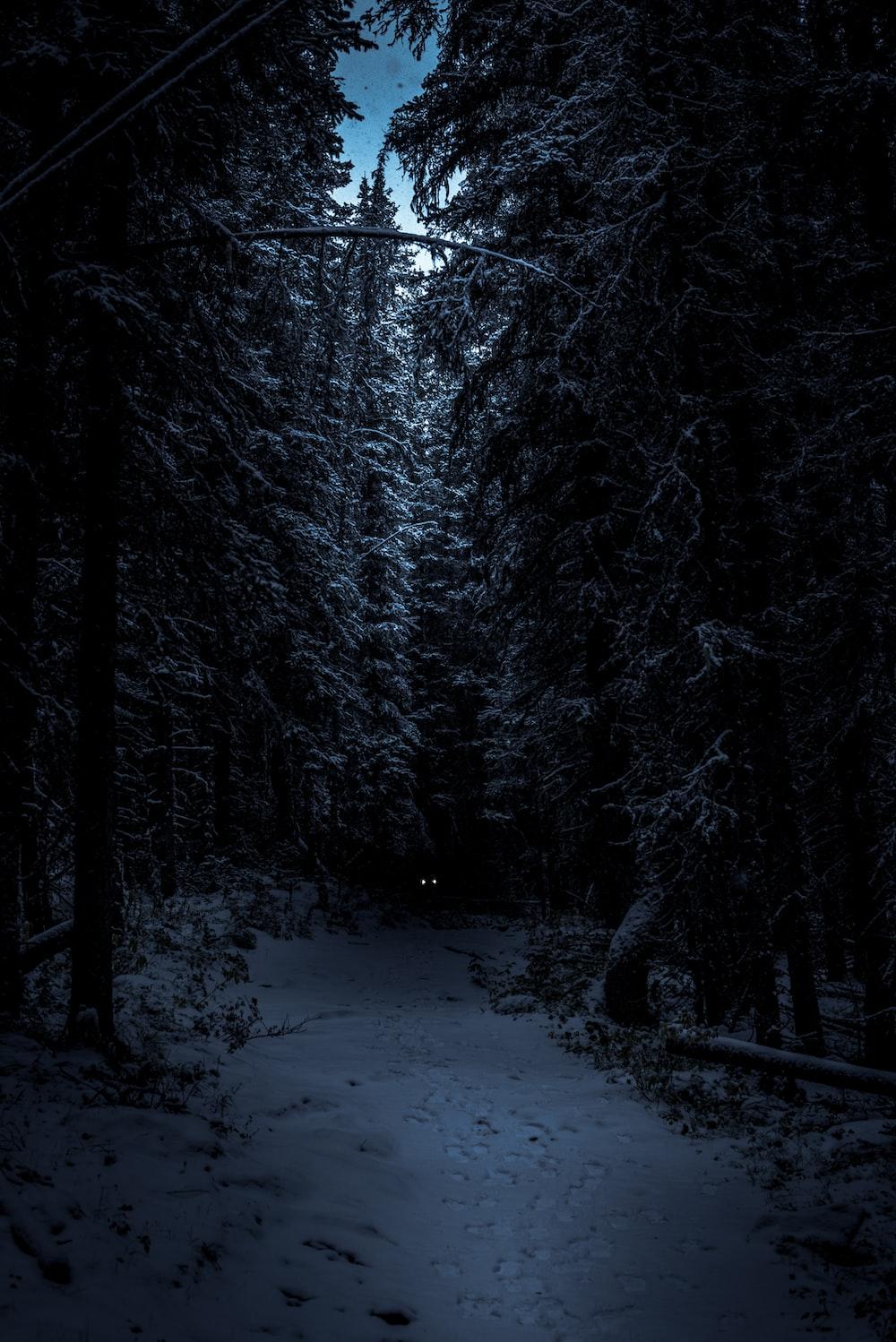 1000x1498 Night Forest Picture. Download Free Image