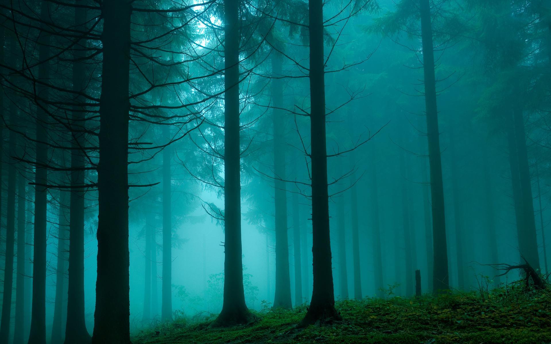 1920x1200 nature, Trees, Tree, Trunk, Branches, Grass, Green, Night Wallpaper HD / Desktop and Mobile Background