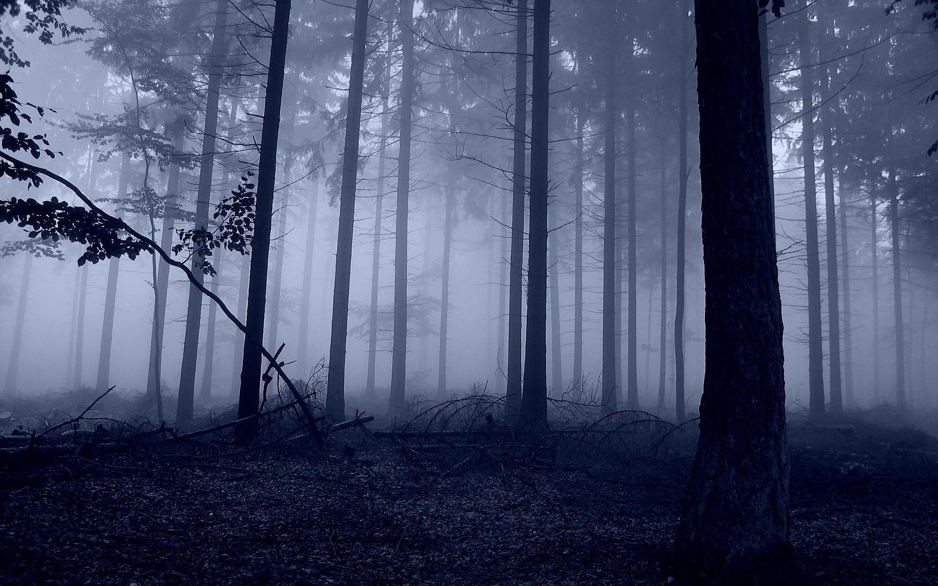1920x1200 Night forest. Watch free broad background beautiful scenery for a mobile device